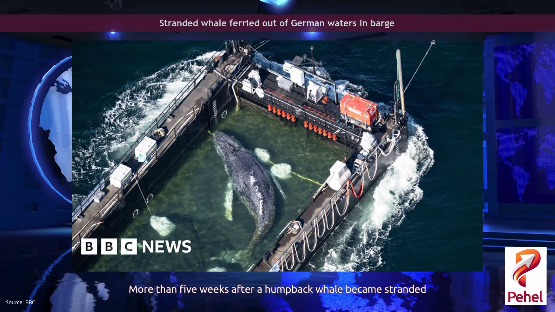 Stranded whale ferried out of German waters in barge