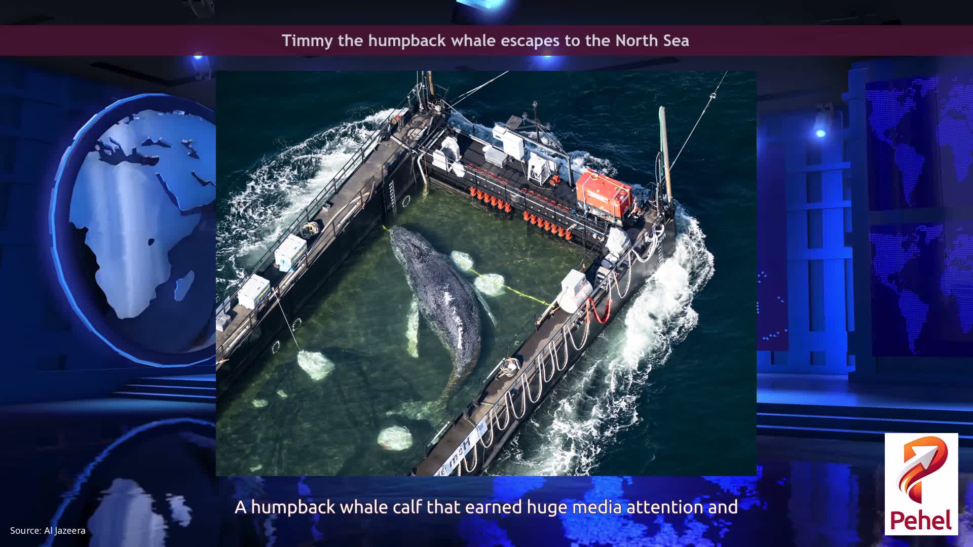 Timmy the humpback whale escapes to the North Sea