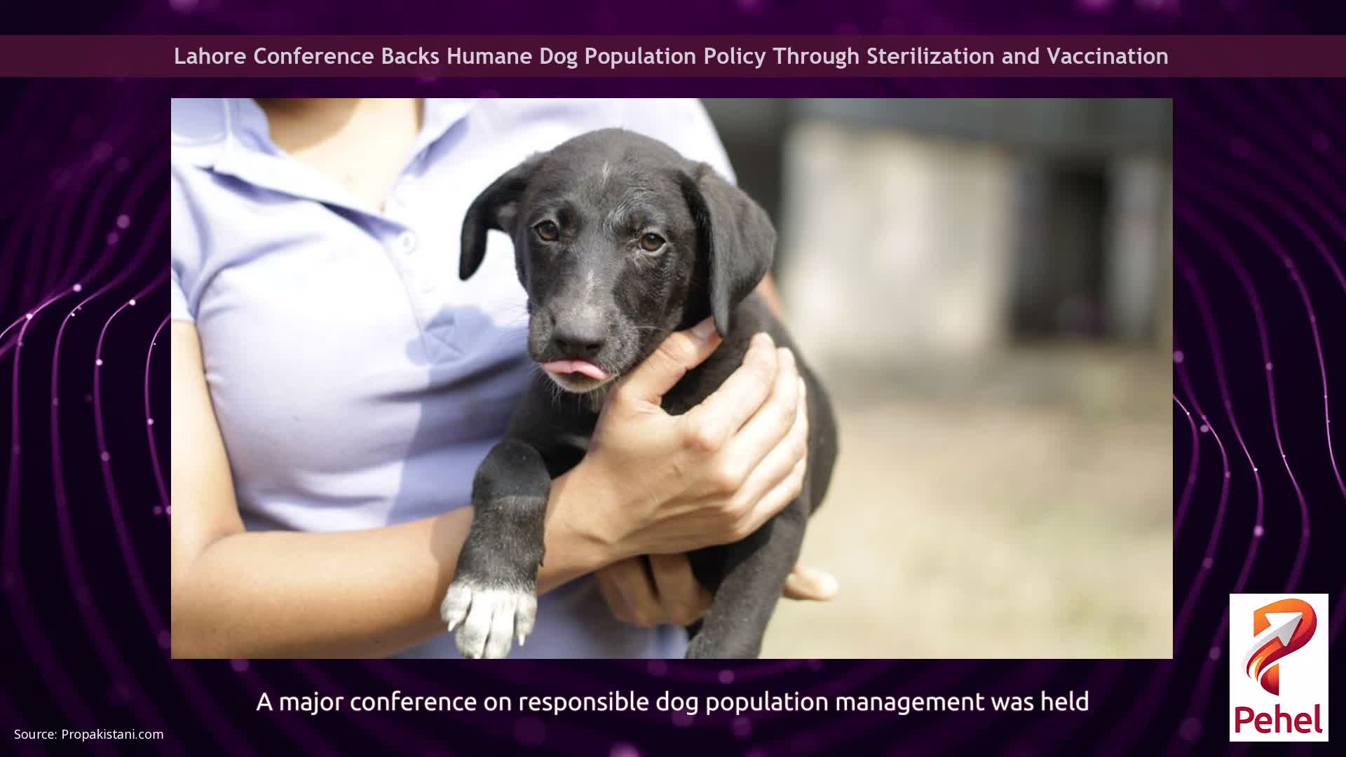 Lahore Conference Backs Humane Dog Population Policy Through Sterilization and Vaccination