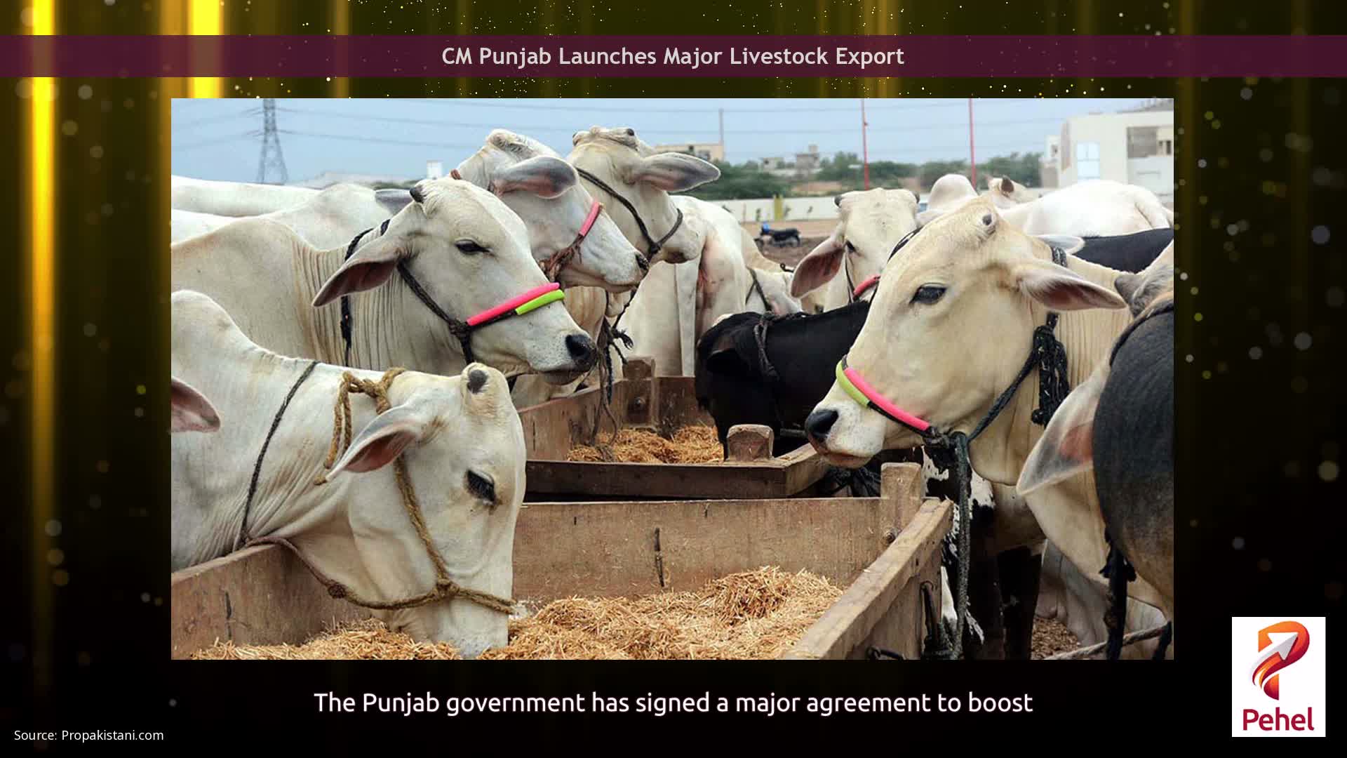 CM Punjab Launches Major Livestock Export