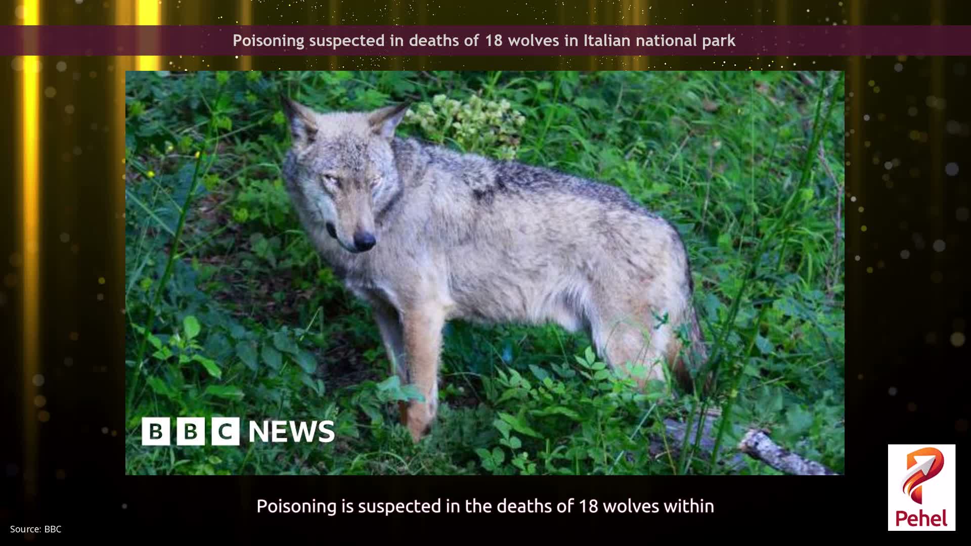 Poisoning suspected in deaths of 18 wolves in Italian national park