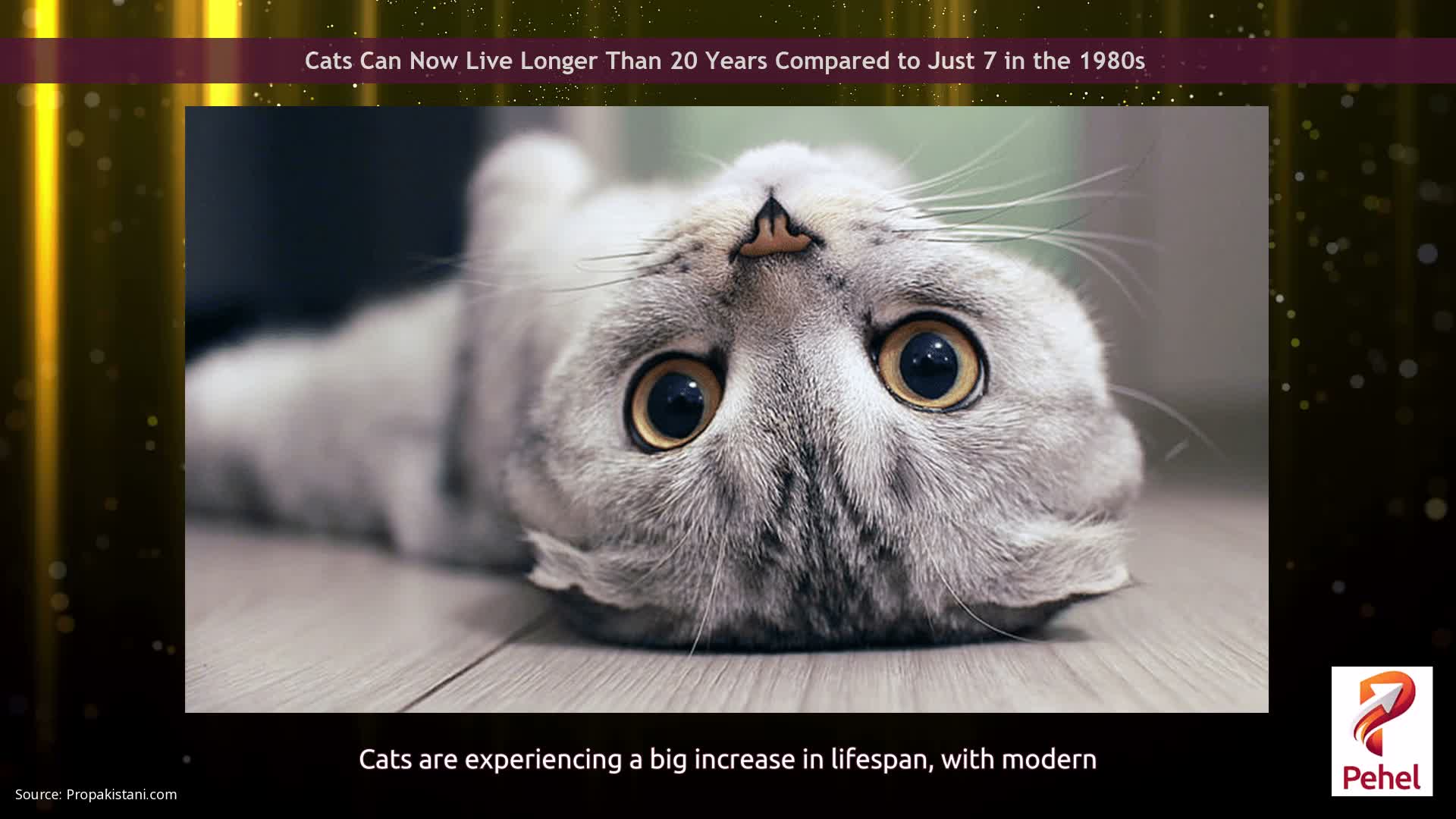 Cats Can Now Live Longer Than 20 Years Compared to Just 7 in the 1980s