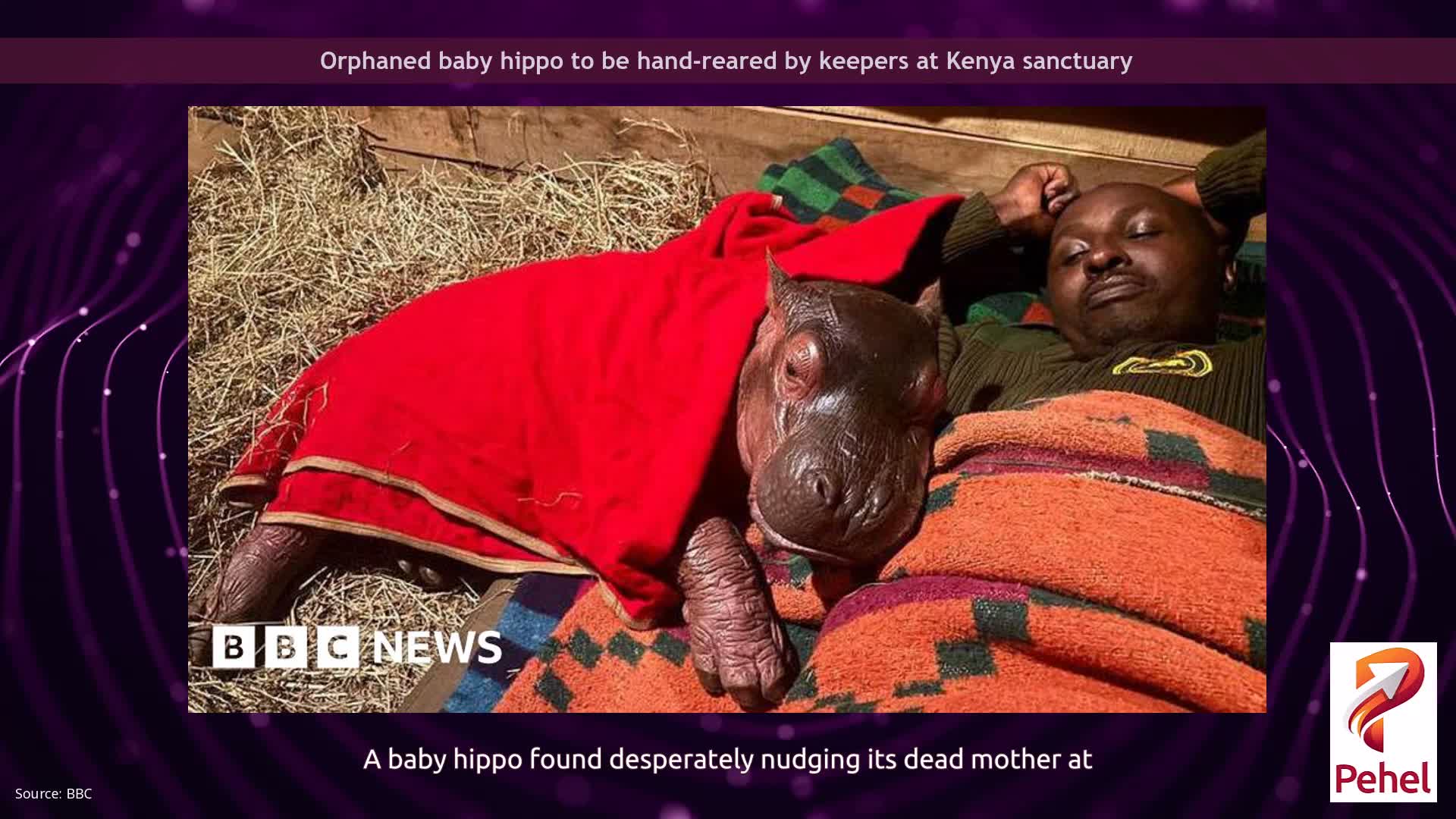 Orphaned baby hippo to be hand-reared by keepers at Kenya sanctuary