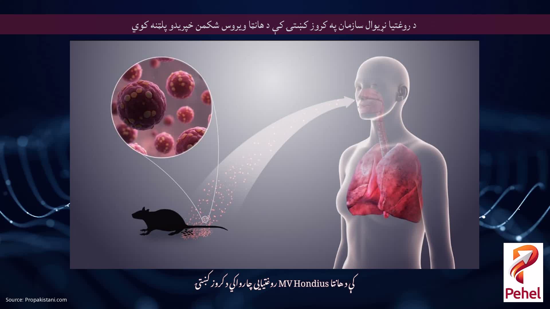 د روغتیا نړیوال سازمان په کروز کښتۍ کې د هانټا ویروس شکمن خپریدو پلټنه کوي
