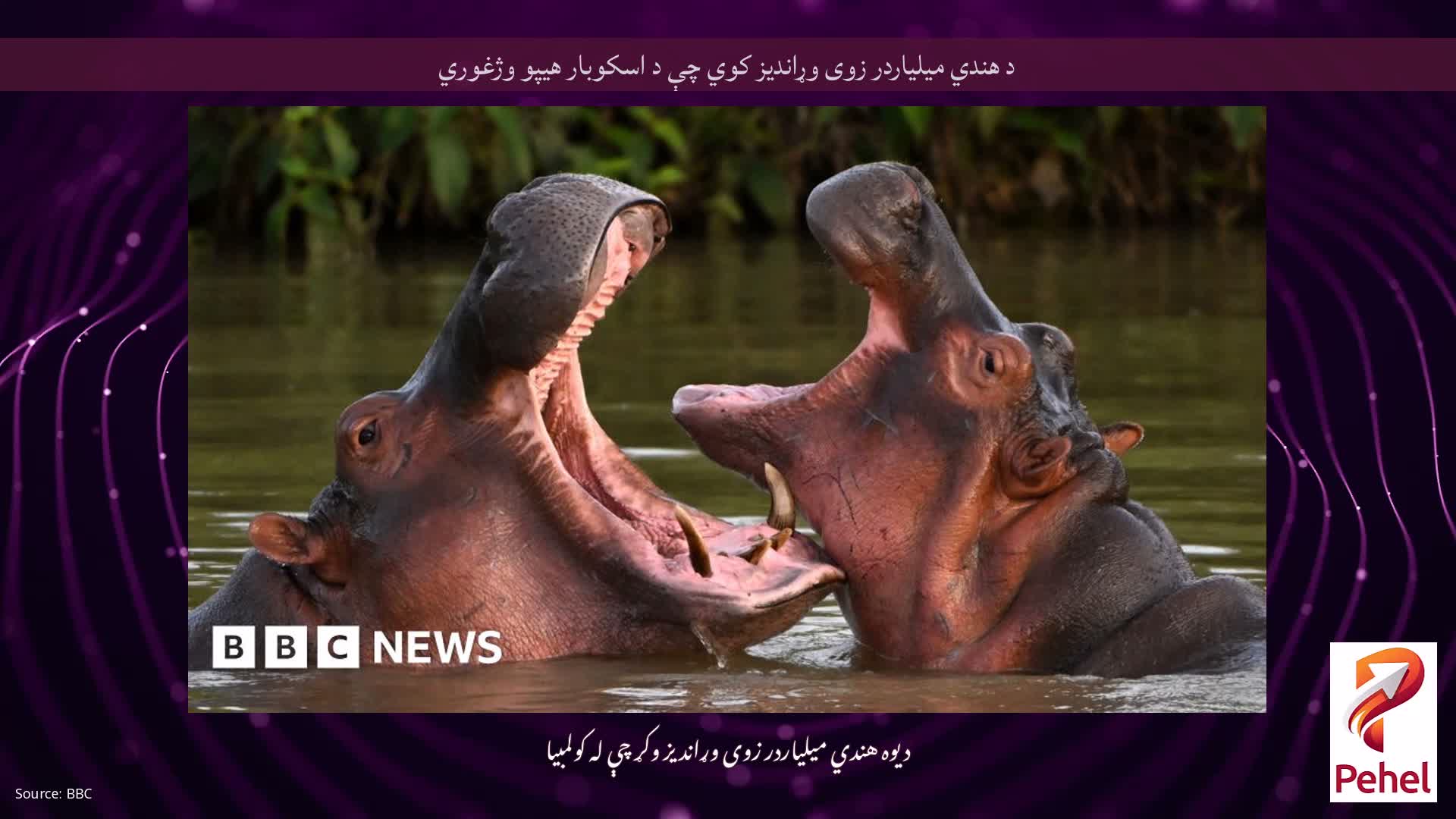 د هندي میلیاردر زوی وړاندیز کوي چې د اسکوبار هیپو وژغوري