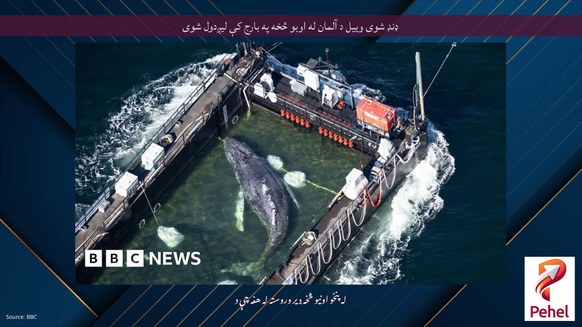 ډنډ شوی وییل د آلمان له اوبو څخه په بارج کې لیږدول شوی