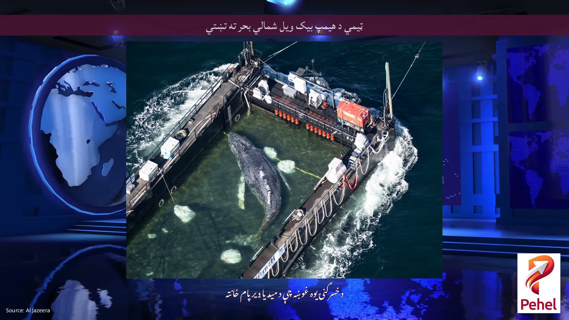 ټیمي د هیمپ بیک ویل شمالي بحر ته تښتي