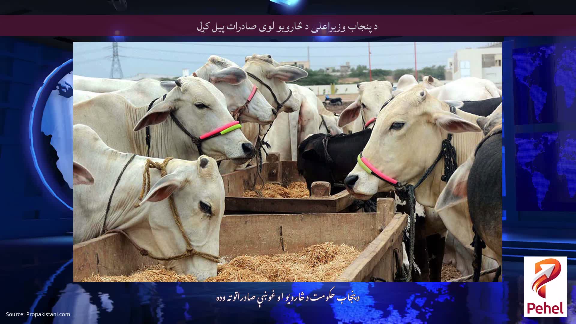 د پنجاب وزیراعلی د څارویو لوی صادرات پیل کړل