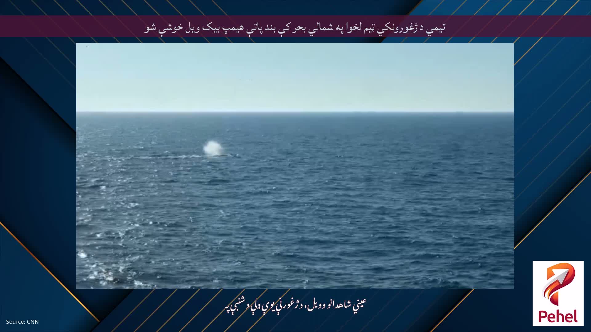 تیمي د ژغورونکي ټیم لخوا په شمالي بحر کې بند پاتې هیمپ بیک ویل خوشې شو