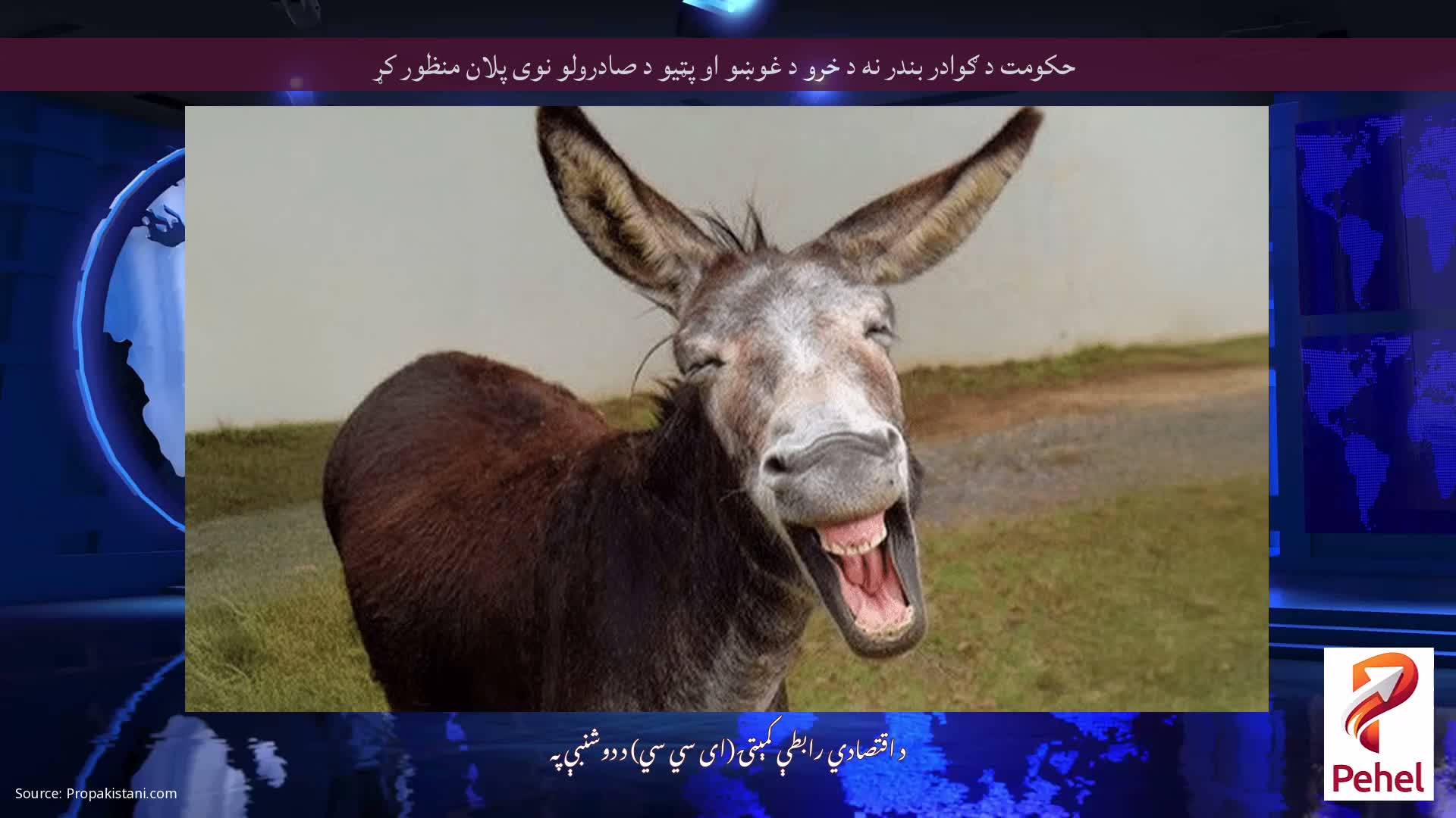 حکومت د ګوادر بندر نه د خرو د غوښو او پټیو د صادرولو نوی پلان منظور کړ