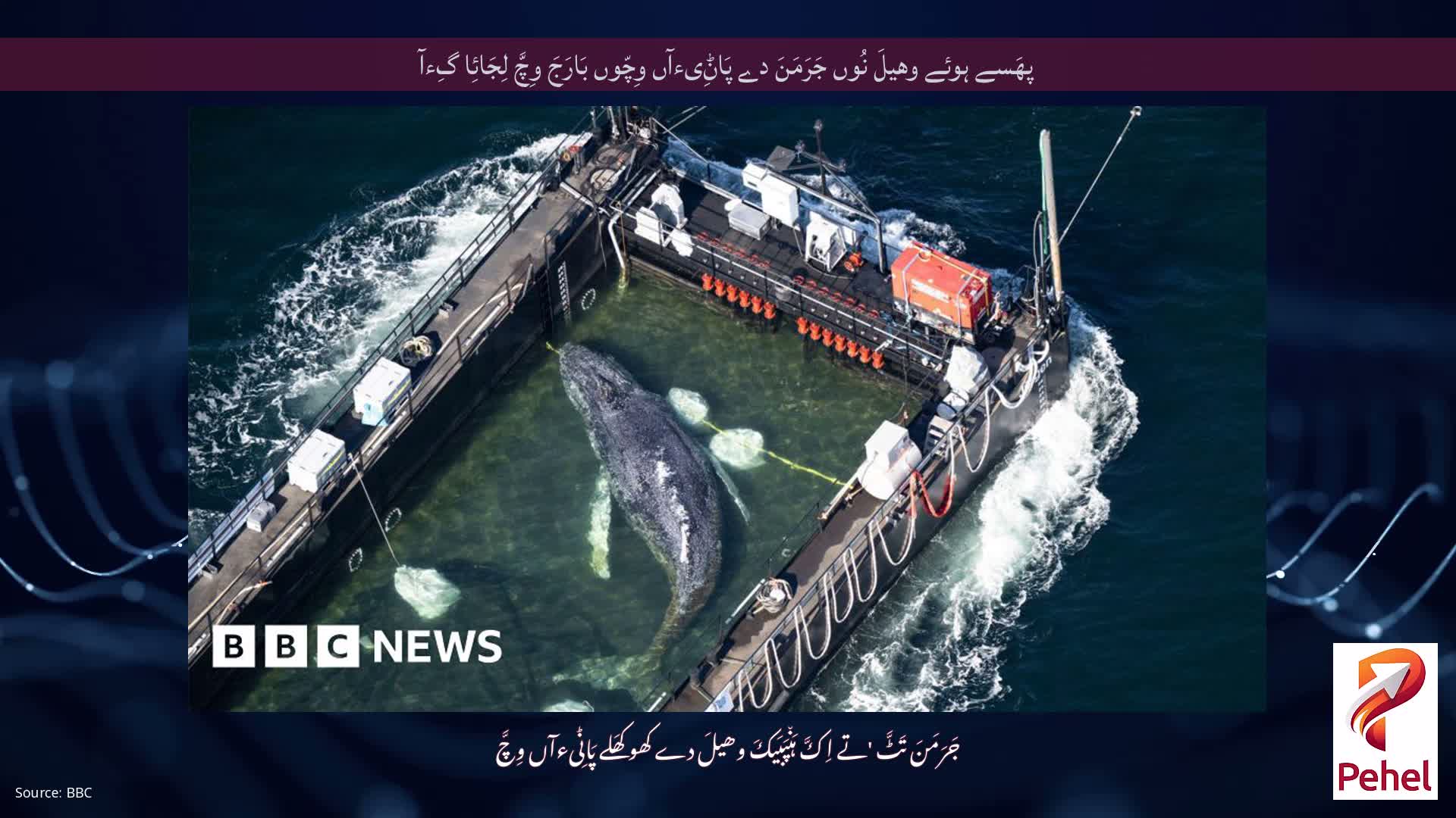 پھَسے ہوئے وھیلَ نُوں جَرَمَنَ دے پَاݨِیءآں وِچّوں بَارَجَ وِچَّ لِجَائِا گِءآ