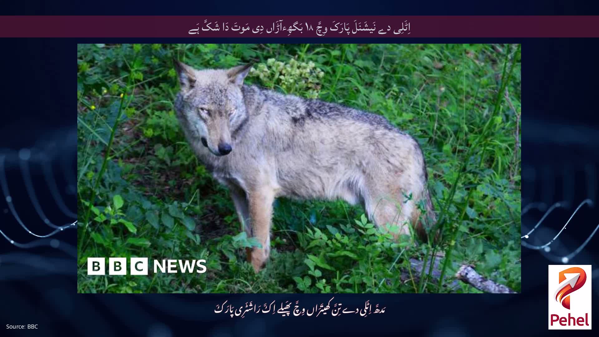 اِٹَلِی دے نَیشَنَلَ پَارَکَ وِچَّ ۱۸ بَگھِءآڑَاں دِی مَوتَ دَا شَکَّ ہَے