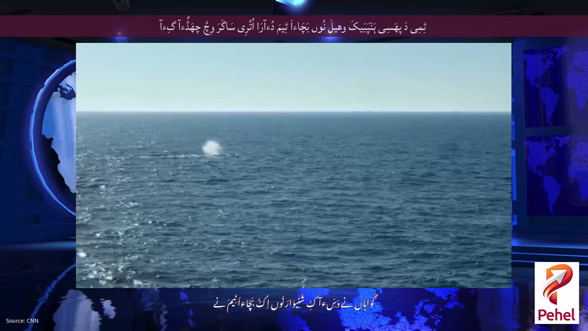 ٹِمِی دَ پھَسِی ہَن٘پَبَیکَ وھیلَ نُوں بَچَاءاَ ٹِیمَ دُءآرَا اُتَّرِی سَاگَرَ وِچَّ چھَڈِّءآ گِءآ