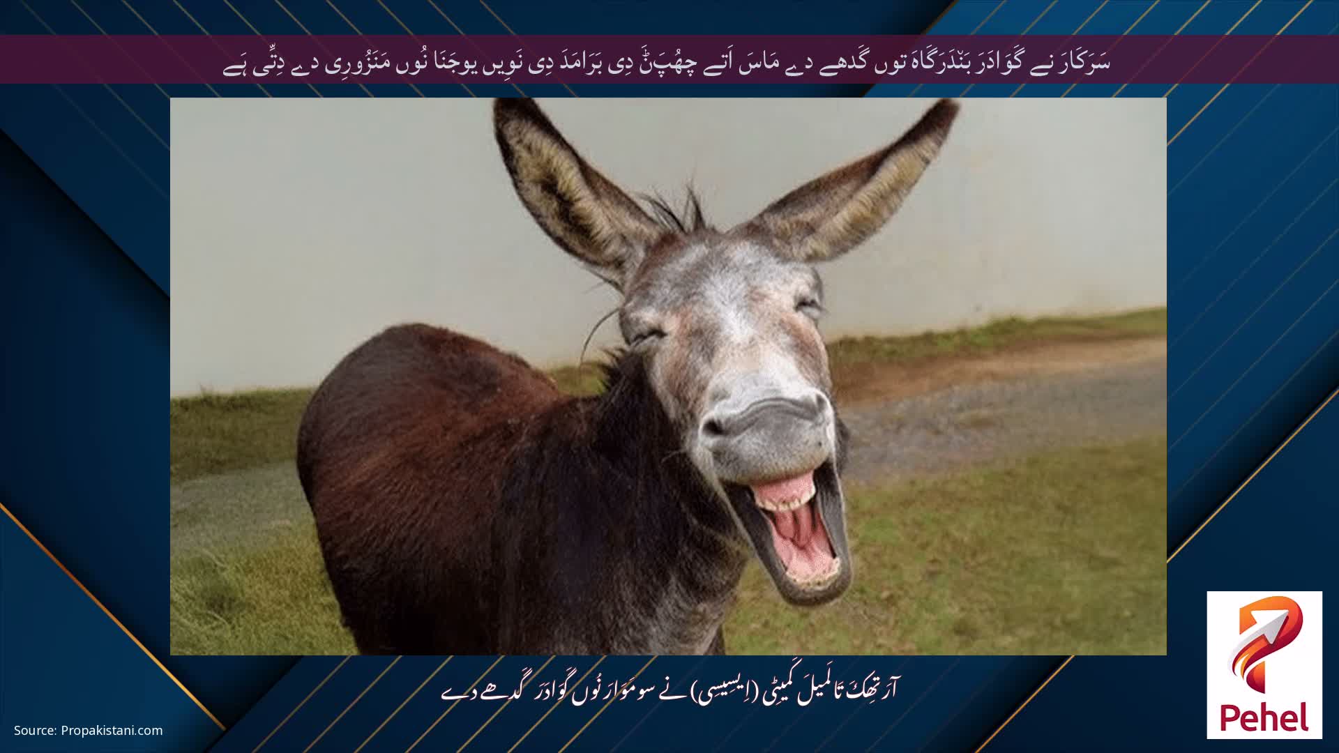 سَرَکَارَ نے گَوَادَرَ بَن٘دَرَگَاہَ توں گَدھے دے مَاسَ اَتے چھُپَݨَ دِی بَرَامَدَ دِی نَوِیں یوجَنَا نُوں مَنَزُورِی دے دِتِّی ہَے