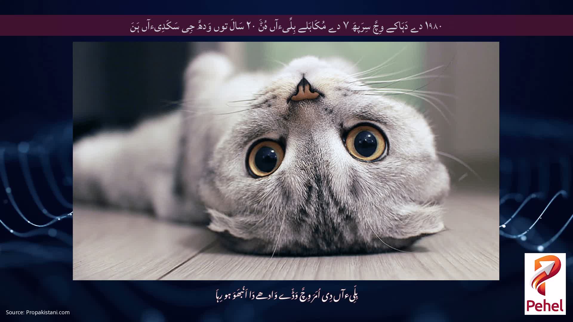 ۱۹۸۰ دے دَہَاکے وِچَّ سِرَپھَ ۷ دے مُکَابَلے بِلِّیءآں ہُݨَ ۲۰ سَالَ توں وَدھَّ جِی سَکَدِیءآں ہَنَ