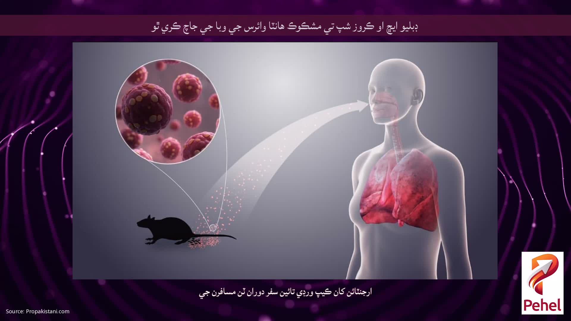 ڊبليو ايڇ او ڪروز شپ تي مشڪوڪ هانٽا وائرس جي وبا جي جاچ ڪري ٿو