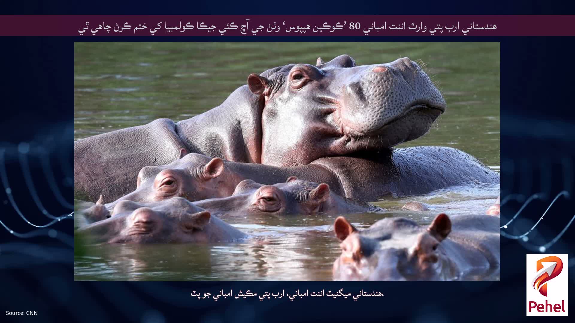 هندستاني ارب پتي وارث اننت امباني 80 ’ڪوڪين هپپوس‘ وٺڻ جي آڇ ڪئي جيڪا ڪولمبيا کي ختم ڪرڻ چاهي ٿي