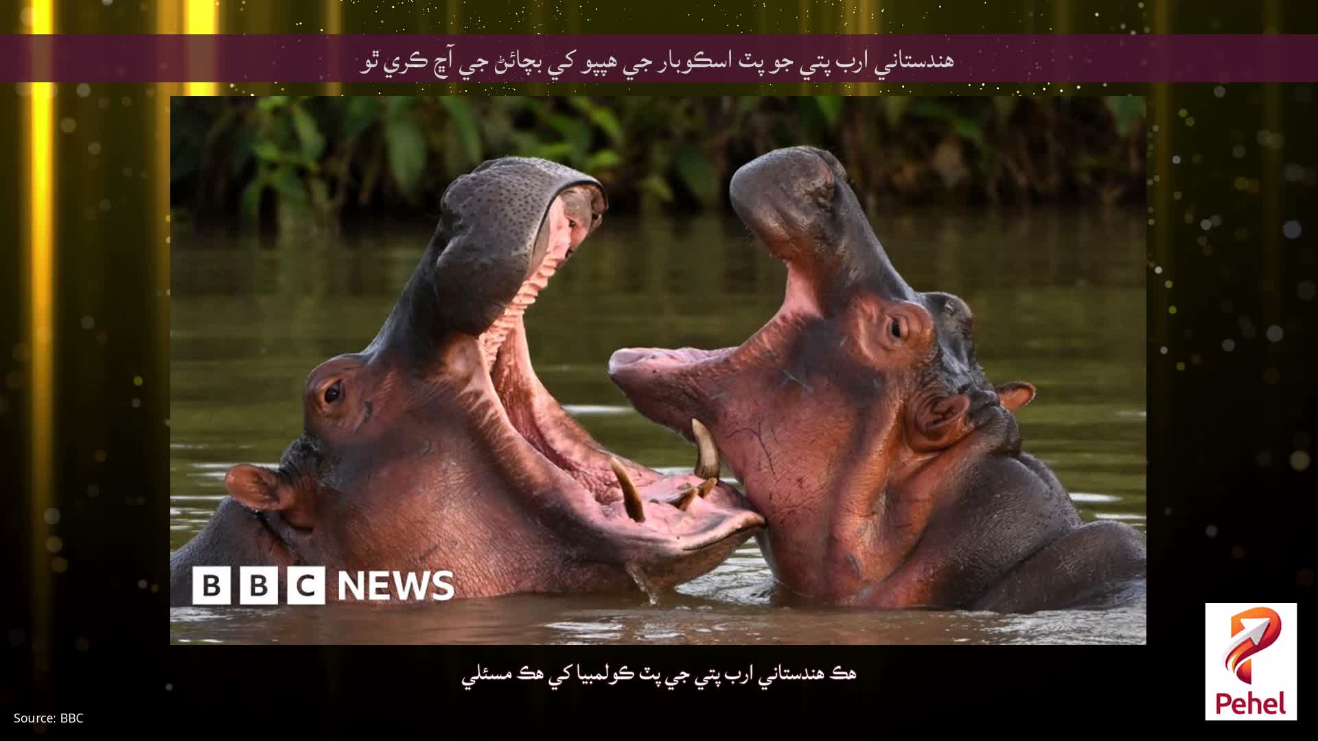 هندستاني ارب پتي جو پٽ اسڪوبار جي هپپو کي بچائڻ جي آڇ ڪري ٿو