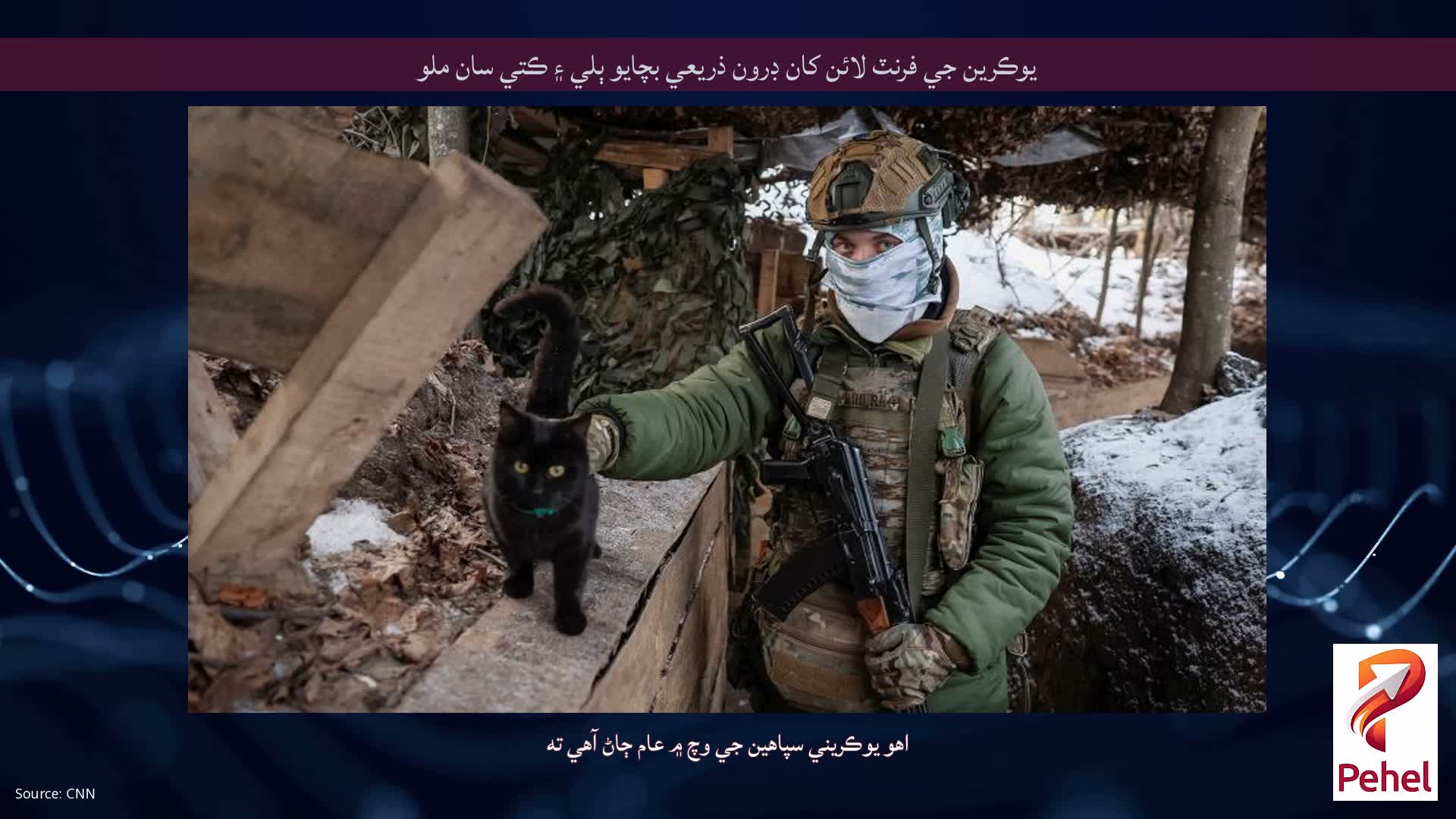 يوڪرين جي فرنٽ لائن کان ڊرون ذريعي بچايو ٻلي ۽ ڪتي سان ملو