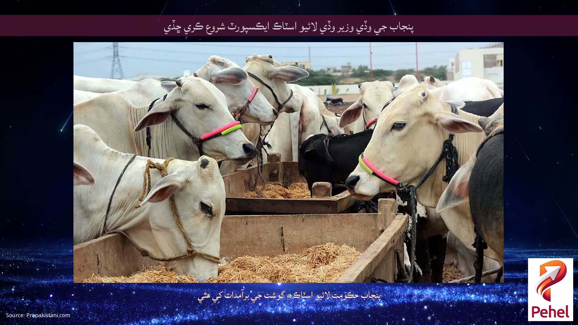 پنجاب جي وڏي وزير وڏي لائيو اسٽاڪ ايڪسپورٽ شروع ڪري ڇڏي