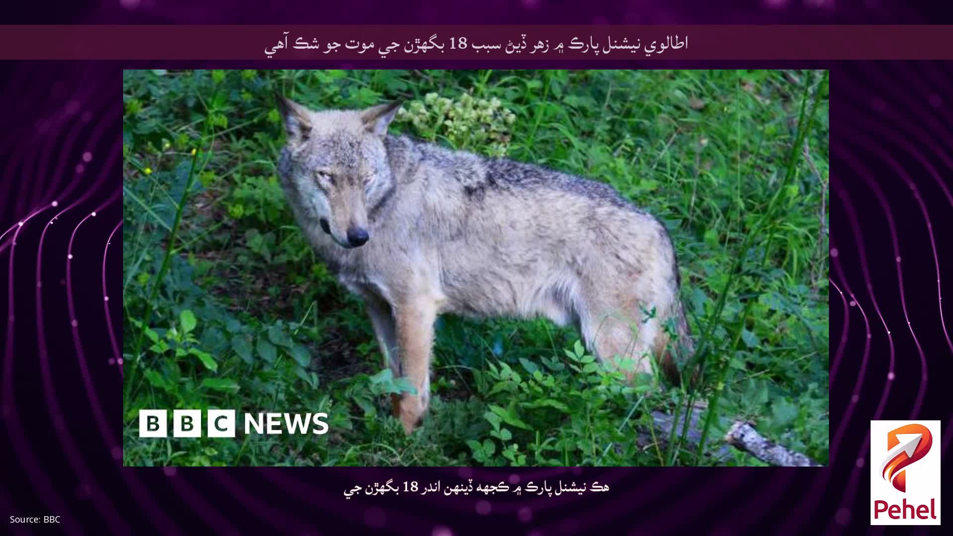 اطالوي نيشنل پارڪ ۾ زهر ڏيڻ سبب 18 بگھڙن جي موت جو شڪ آهي