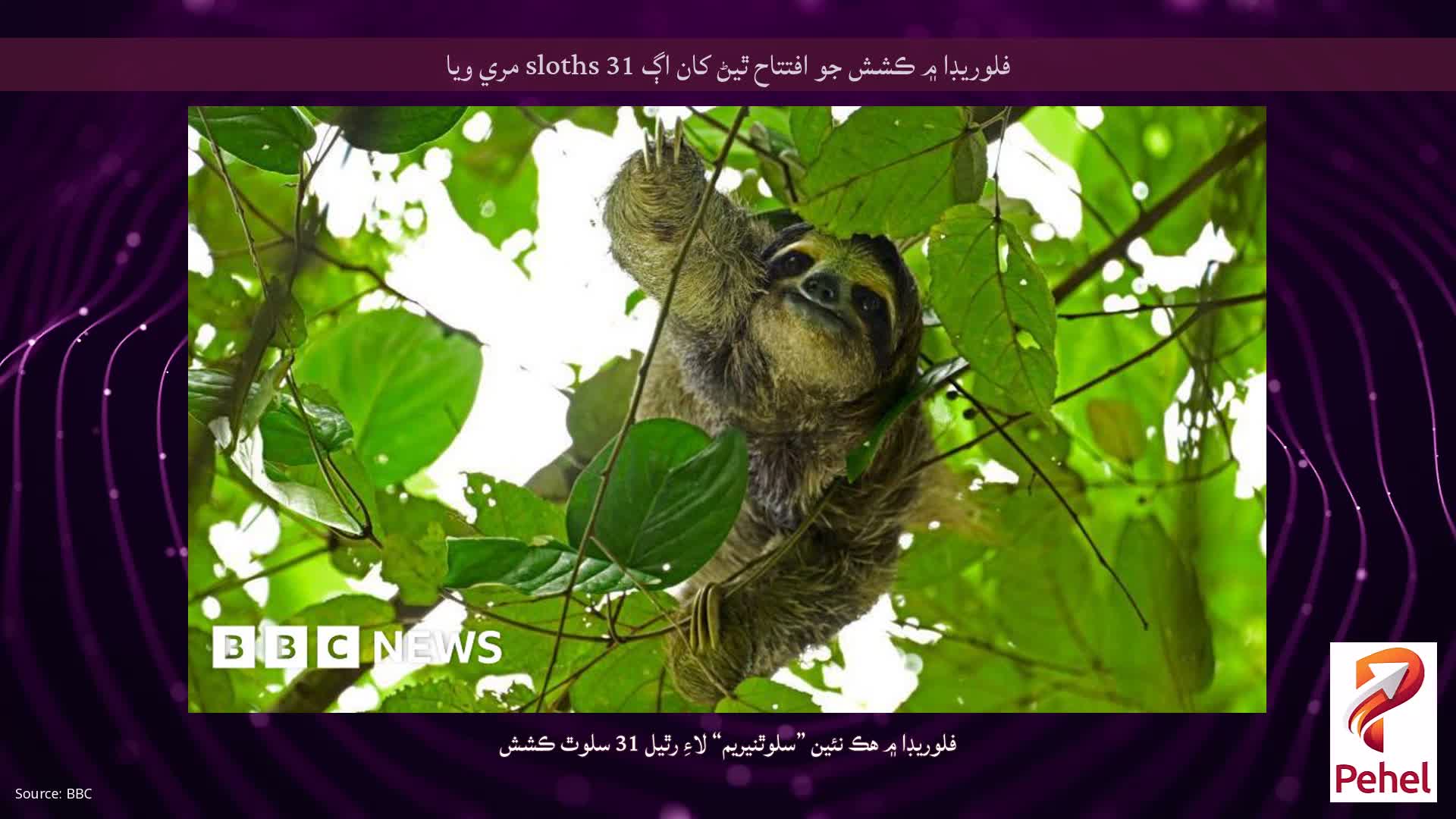 فلوريڊا ۾ ڪشش جو افتتاح ٿيڻ کان اڳ 31 sloths مري ويا