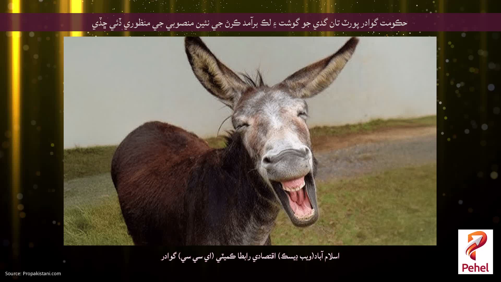 حڪومت گوادر پورٽ تان گدي جو گوشت ۽ لڪ برآمد ڪرڻ جي نئين منصوبي جي منظوري ڏئي ڇڏي