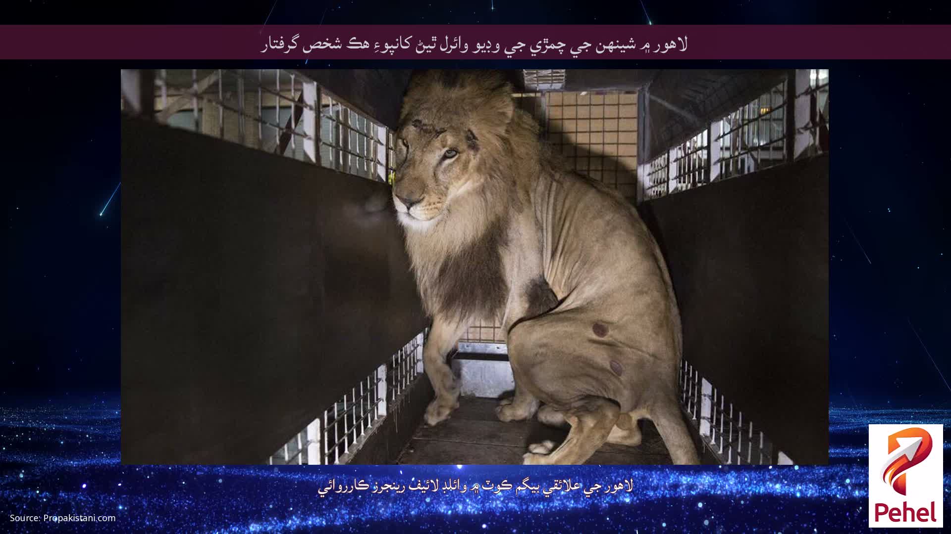 لاهور ۾ شينهن جي چمڙي جي وڊيو وائرل ٿيڻ کانپوءِ هڪ شخص گرفتار