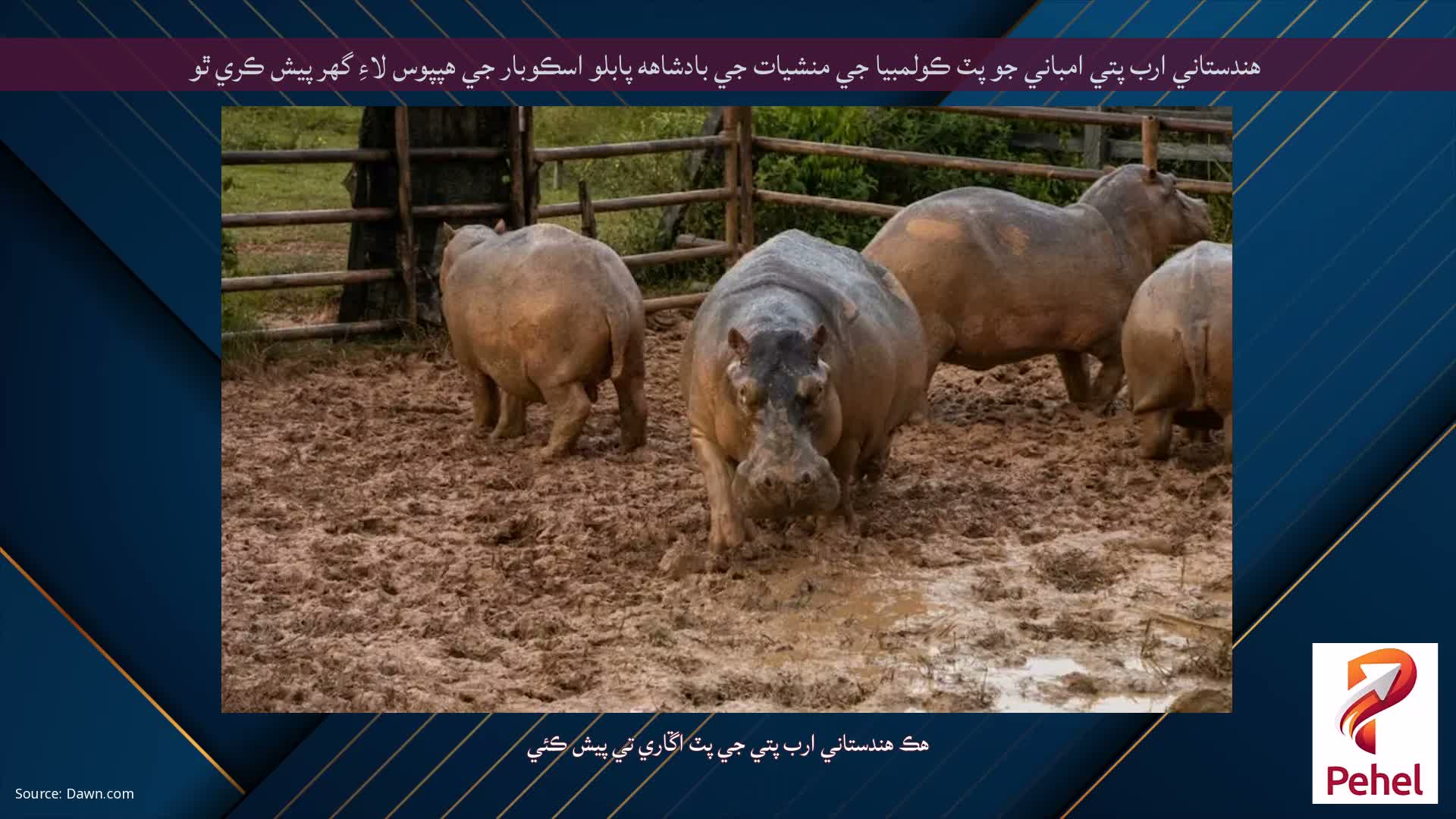 هندستاني ارب پتي امباني جو پٽ ڪولمبيا جي منشيات جي بادشاهه پابلو اسڪوبار جي هپپوس لاءِ گهر پيش ڪري ٿو