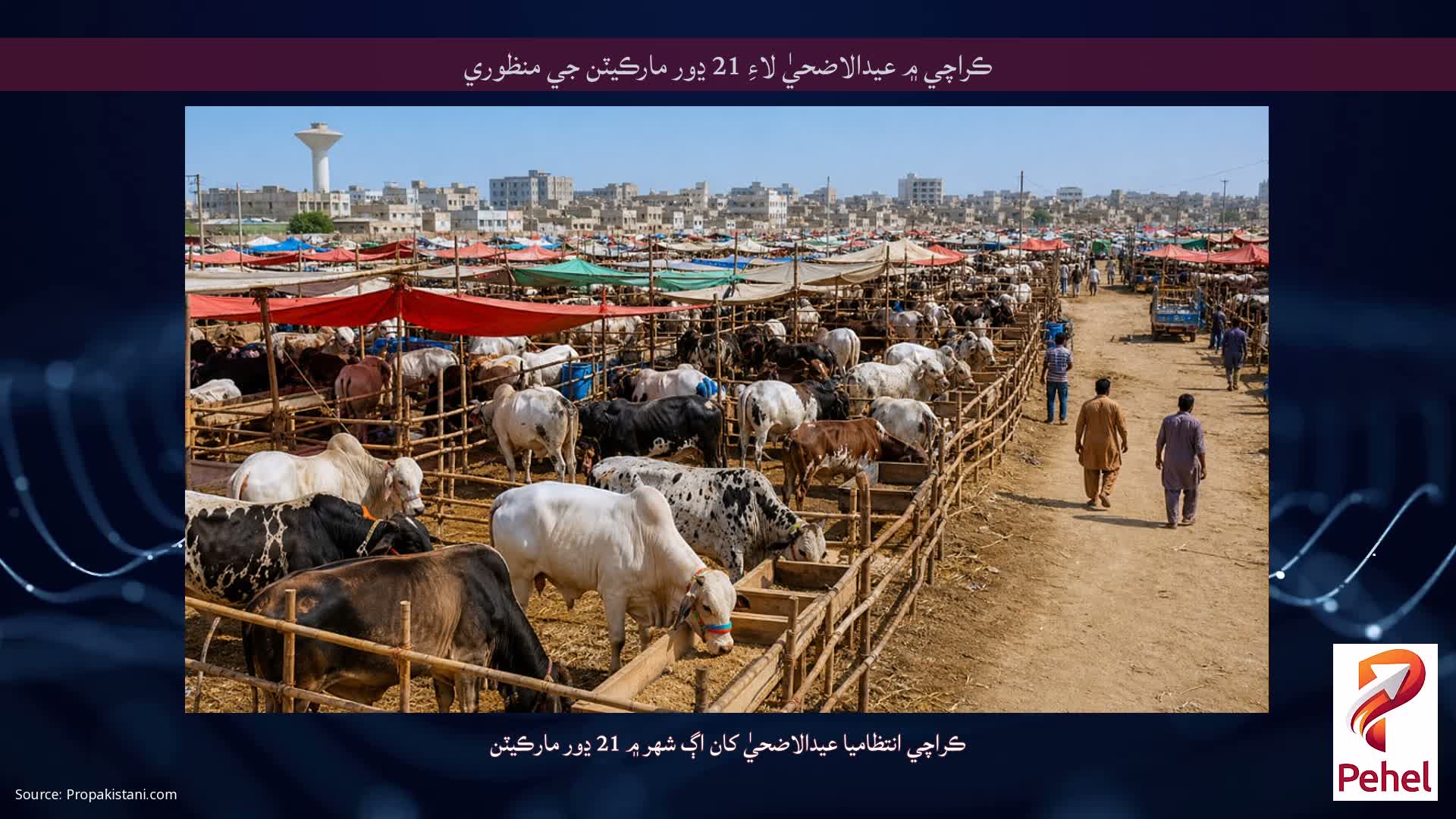 ڪراچي ۾ عيدالاضحيٰ لاءِ 21 ڍور مارڪيٽن جي منظوري