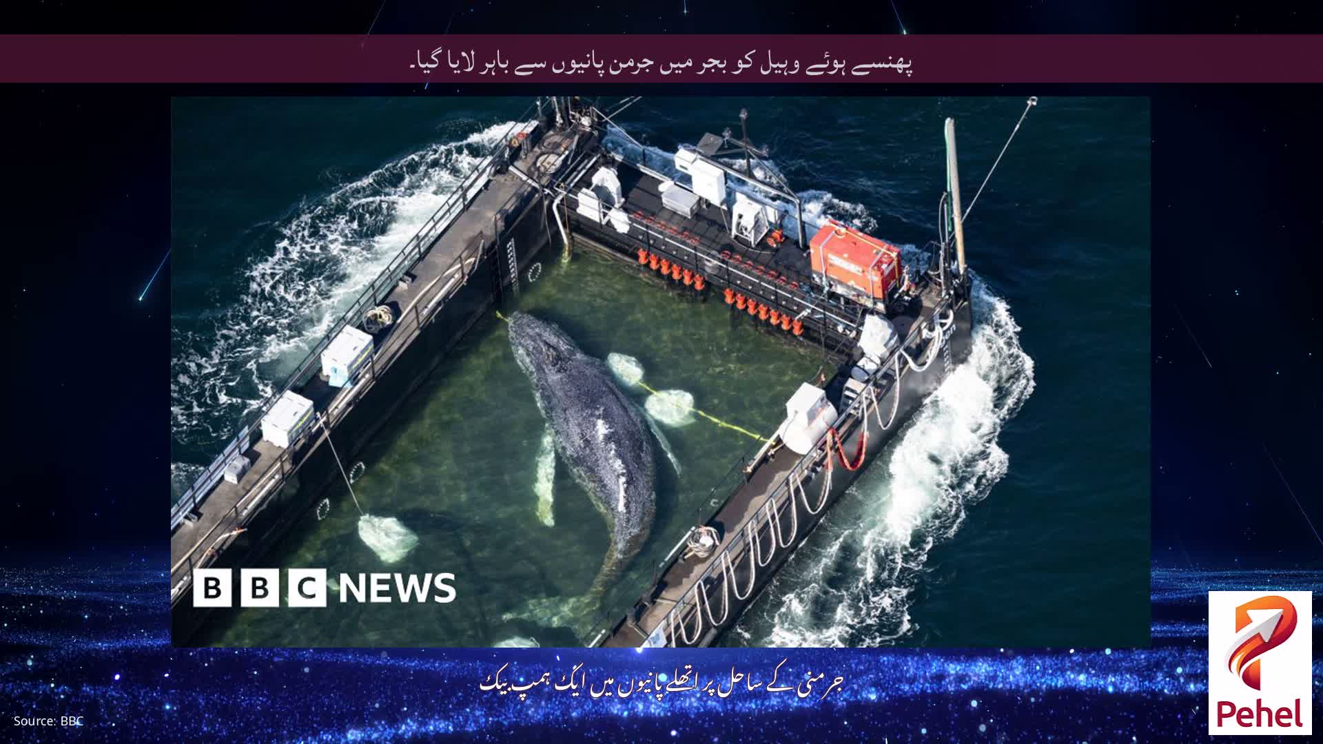 پھنسے ہوئے وہیل کو بجر میں جرمن پانیوں سے باہر لایا گیا۔