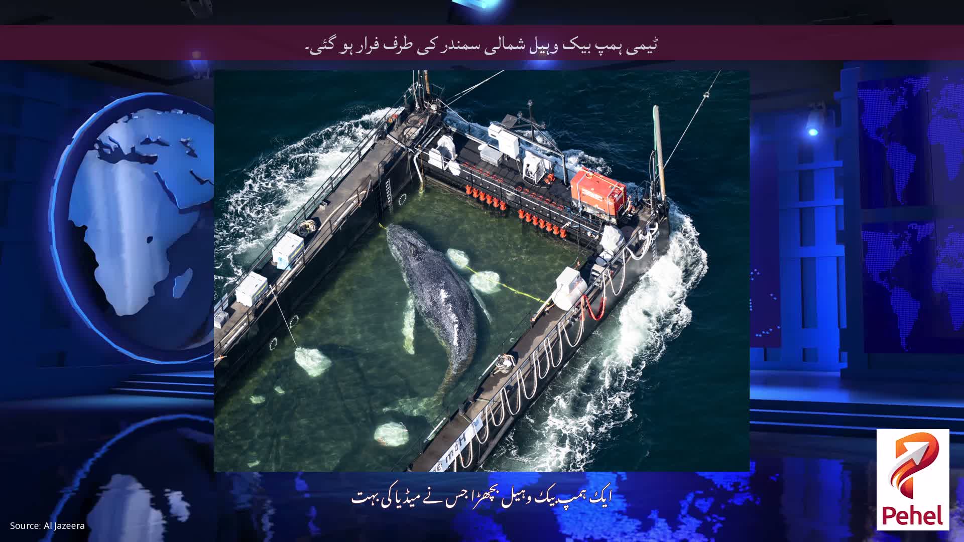 ٹیمی ہمپ بیک وہیل شمالی سمندر کی طرف فرار ہو گئی۔