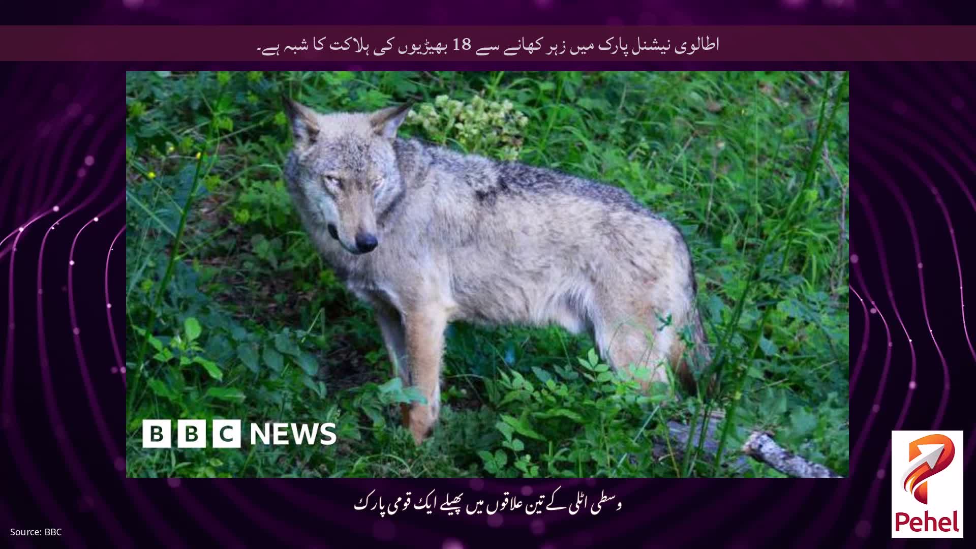 اطالوی نیشنل پارک میں زہر کھانے سے 18 بھیڑیوں کی ہلاکت کا شبہ ہے۔