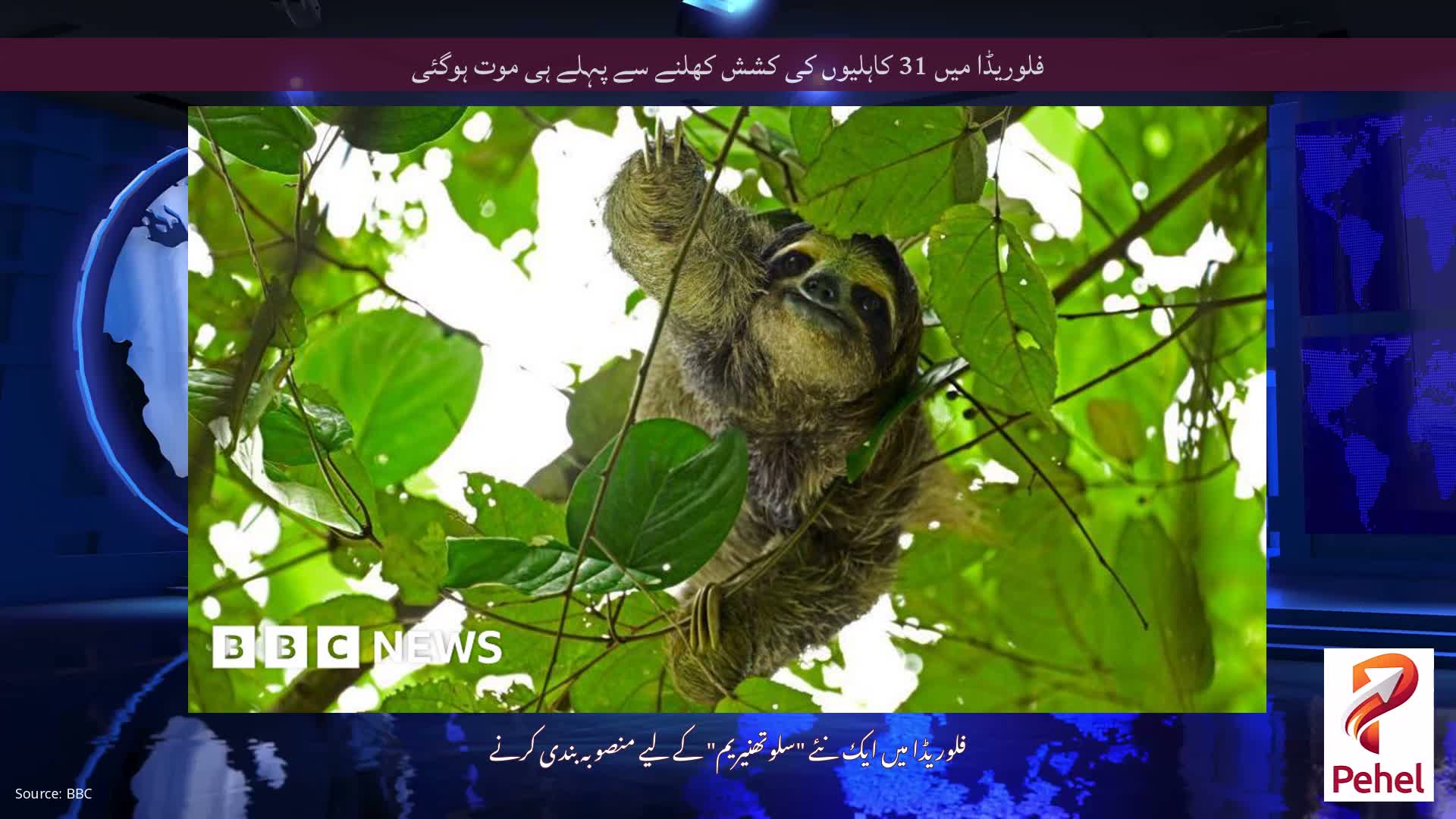 فلوریڈا میں 31 کاہلیوں کی کشش کھلنے سے پہلے ہی موت ہوگئی