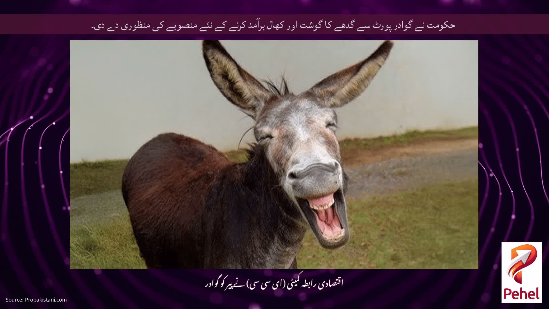 حکومت نے گوادر پورٹ سے گدھے کا گوشت اور کھال برآمد کرنے کے نئے منصوبے کی منظوری دے دی۔