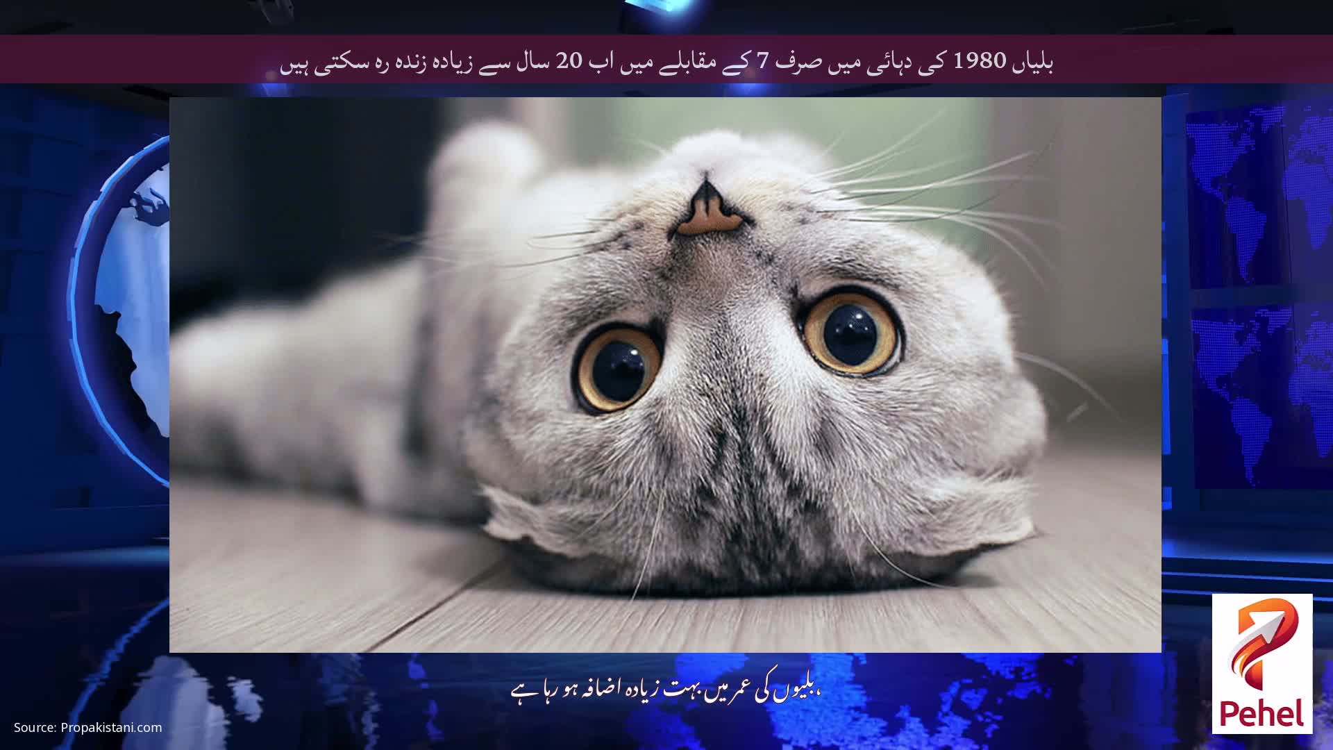 بلیاں 1980 کی دہائی میں صرف 7 کے مقابلے میں اب 20 سال سے زیادہ زندہ رہ سکتی ہیں