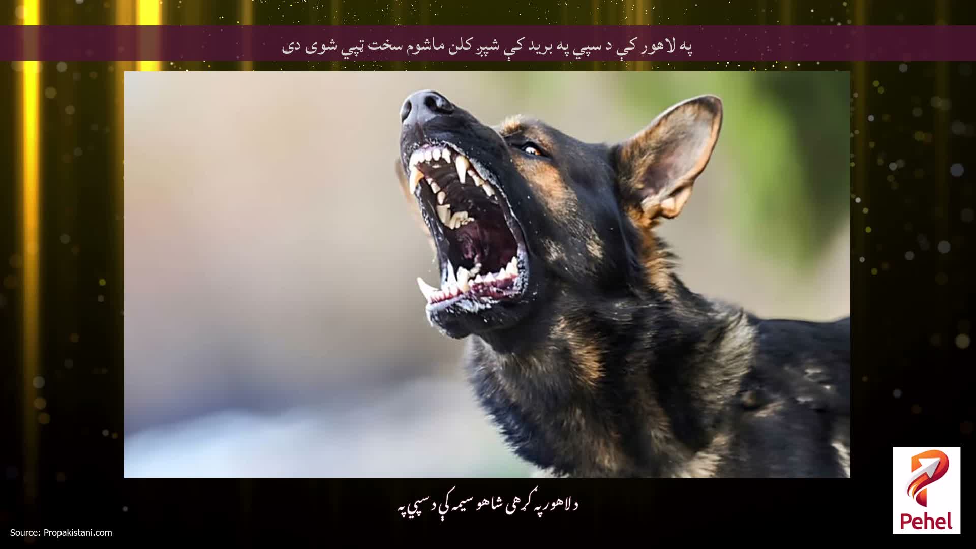 په لاهور کې د سپي په برید کې شپږ کلن ماشوم سخت ټپي شوی دی