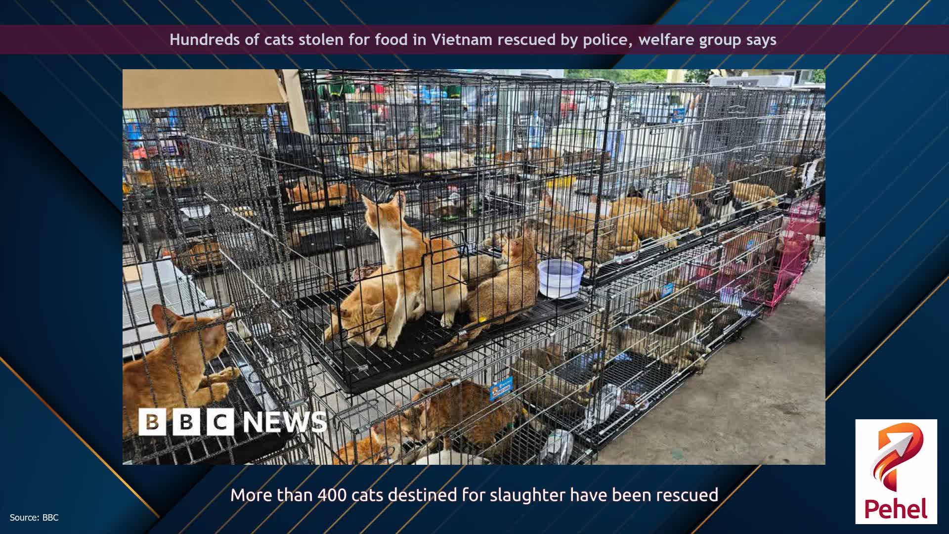 Hundreds of cats stolen for food in Vietnam rescued by police, welfare group says