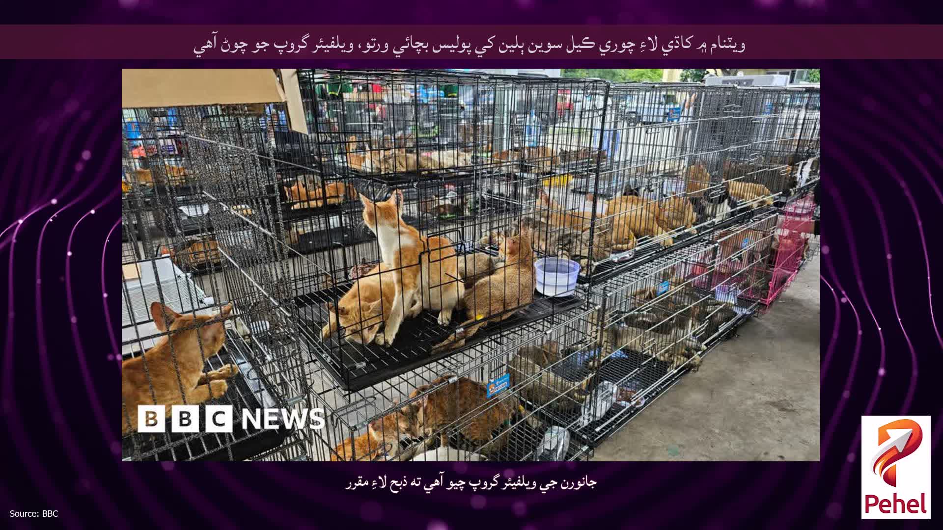 ويٽنام ۾ کاڌي لاءِ چوري ڪيل سوين ٻلين کي پوليس بچائي ورتو، ويلفيئر گروپ جو چوڻ آهي