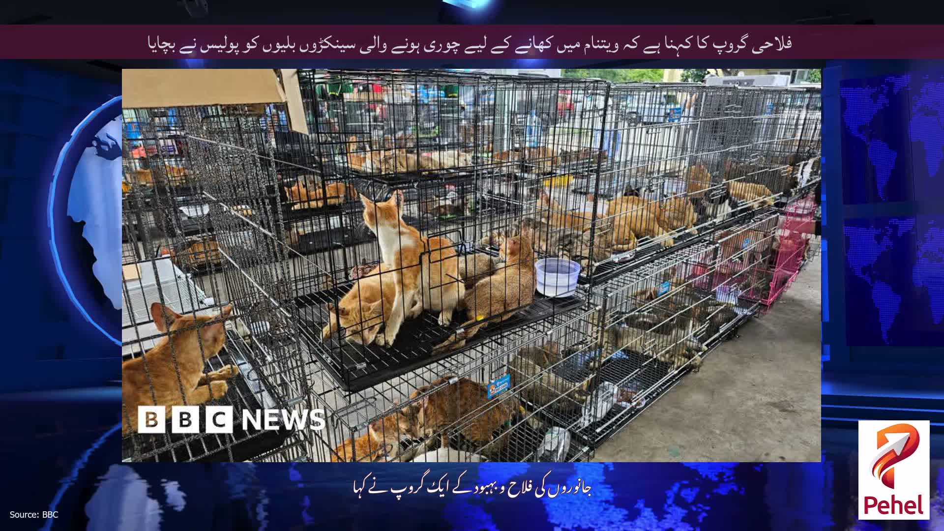 فلاحی گروپ کا کہنا ہے کہ ویتنام میں کھانے کے لیے چوری ہونے والی سینکڑوں بلیوں کو پولیس نے بچایا
