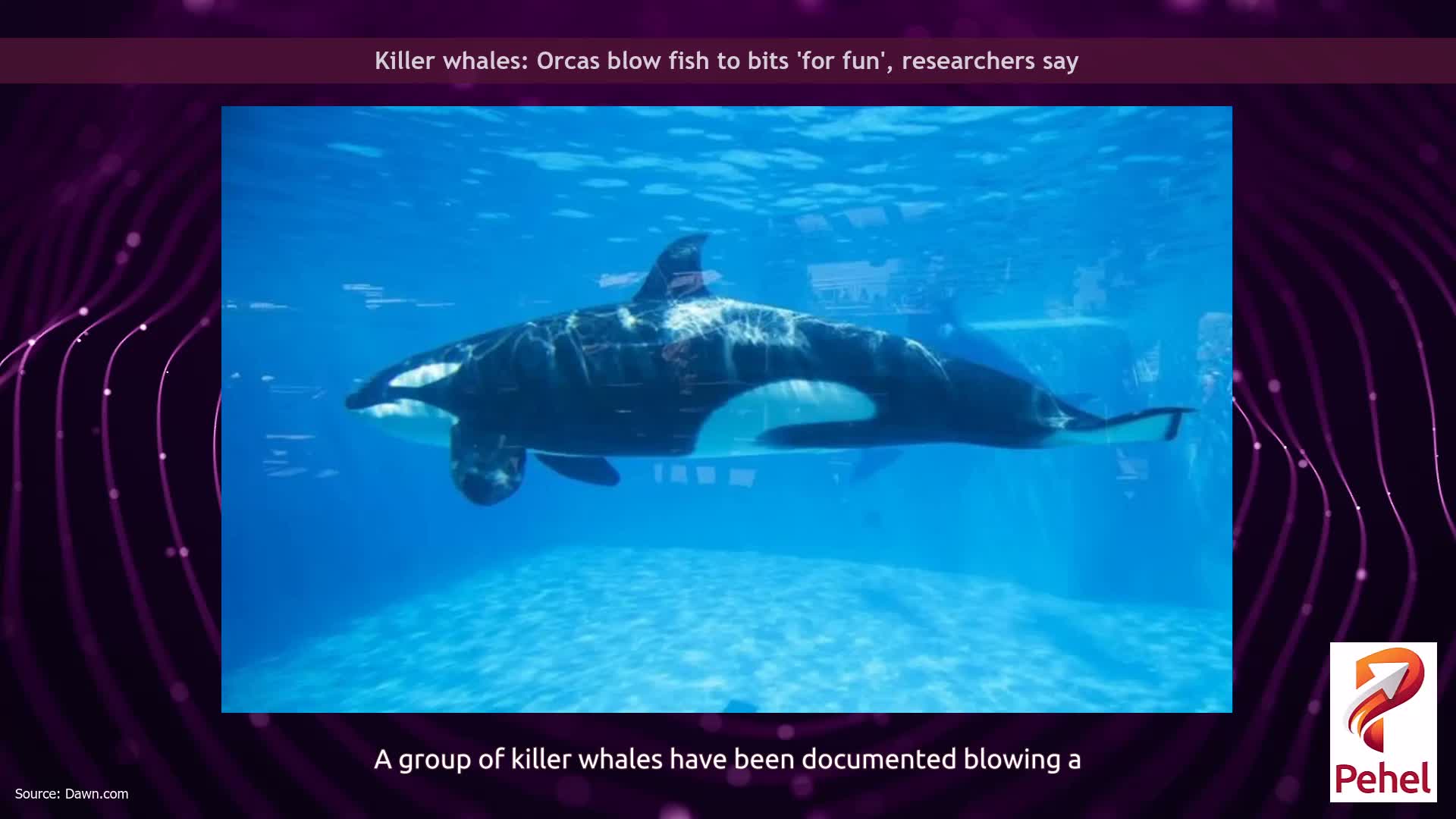 Killer whales: Orcas blow fish to bits 'for fun', researchers say