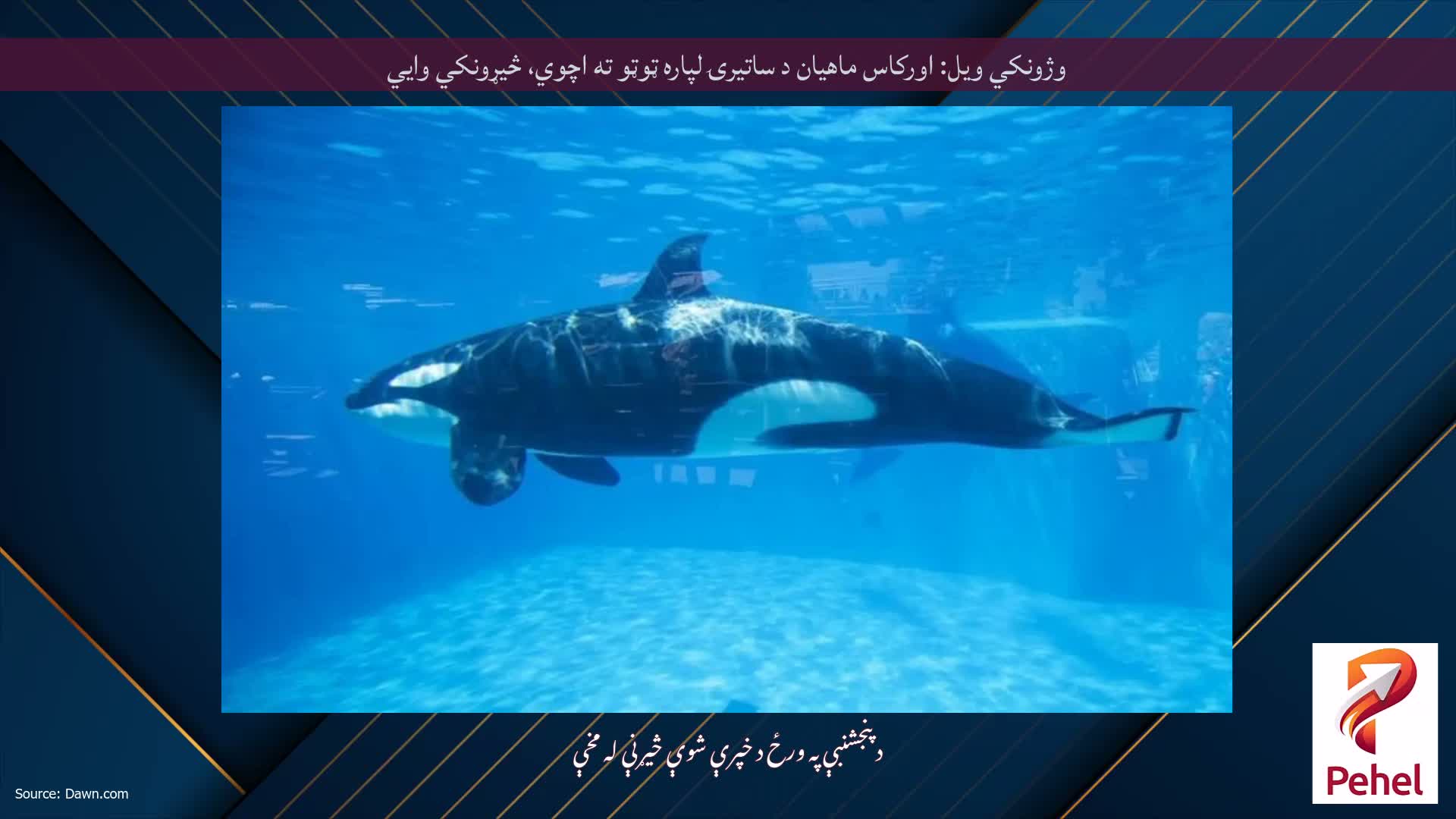 وژونکي ویل: اورکاس ماهیان د ساتیرۍ لپاره ټوټو ته اچوي، څیړونکي وايي