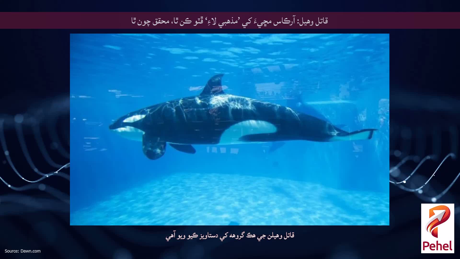 قاتل وهيل: آرڪاس مڇيءَ کي ’مذهبي لاءِ‘ ڦٽو ڪن ٿا، محقق چون ٿا