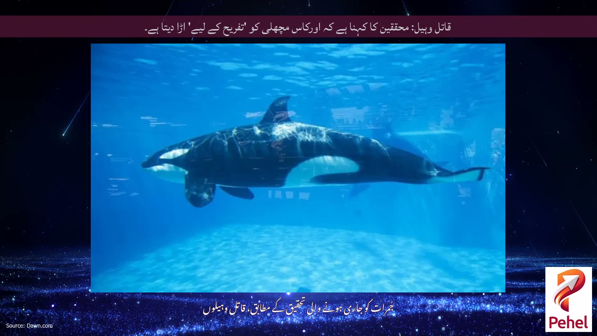 قاتل وہیل: محققین کا کہنا ہے کہ اورکاس مچھلی کو 'تفریح ​​کے لیے' اڑا دیتا ہے۔
