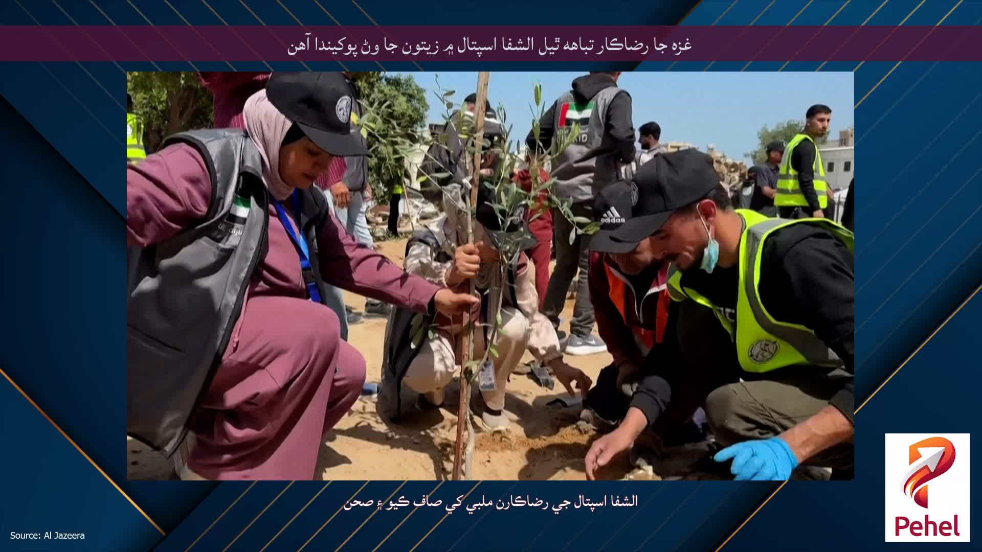 غزه جا رضاڪار تباهه ٿيل الشفا اسپتال ۾ زيتون جا وڻ پوکيندا آهن