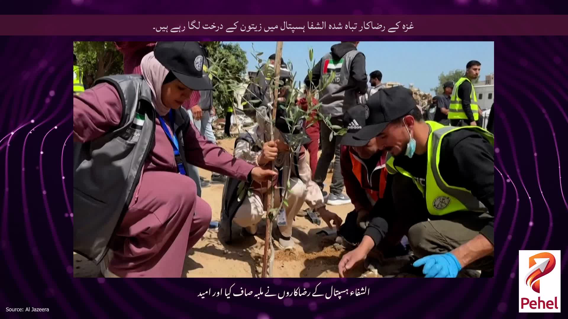 غزہ کے رضاکار تباہ شدہ الشفا ہسپتال میں زیتون کے درخت لگا رہے ہیں۔