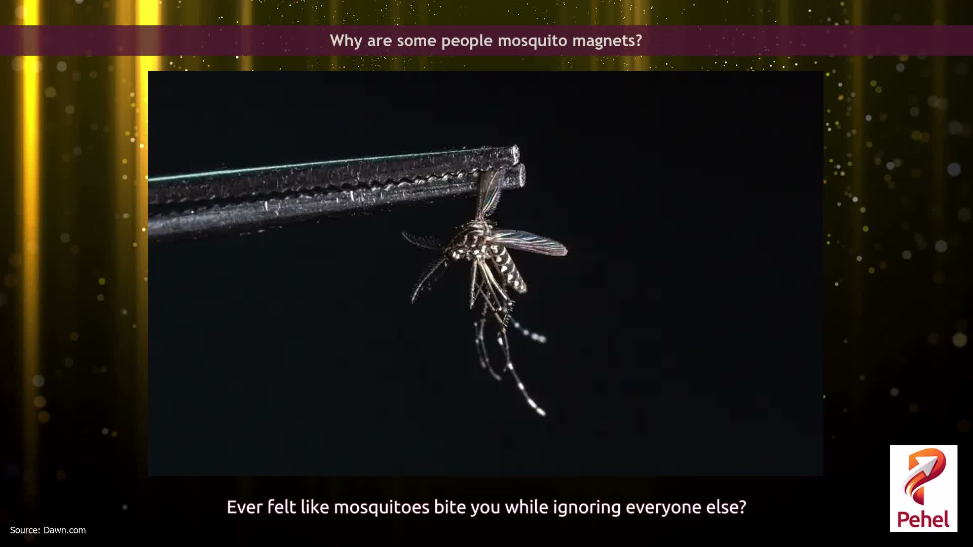 Why are some people mosquito magnets?