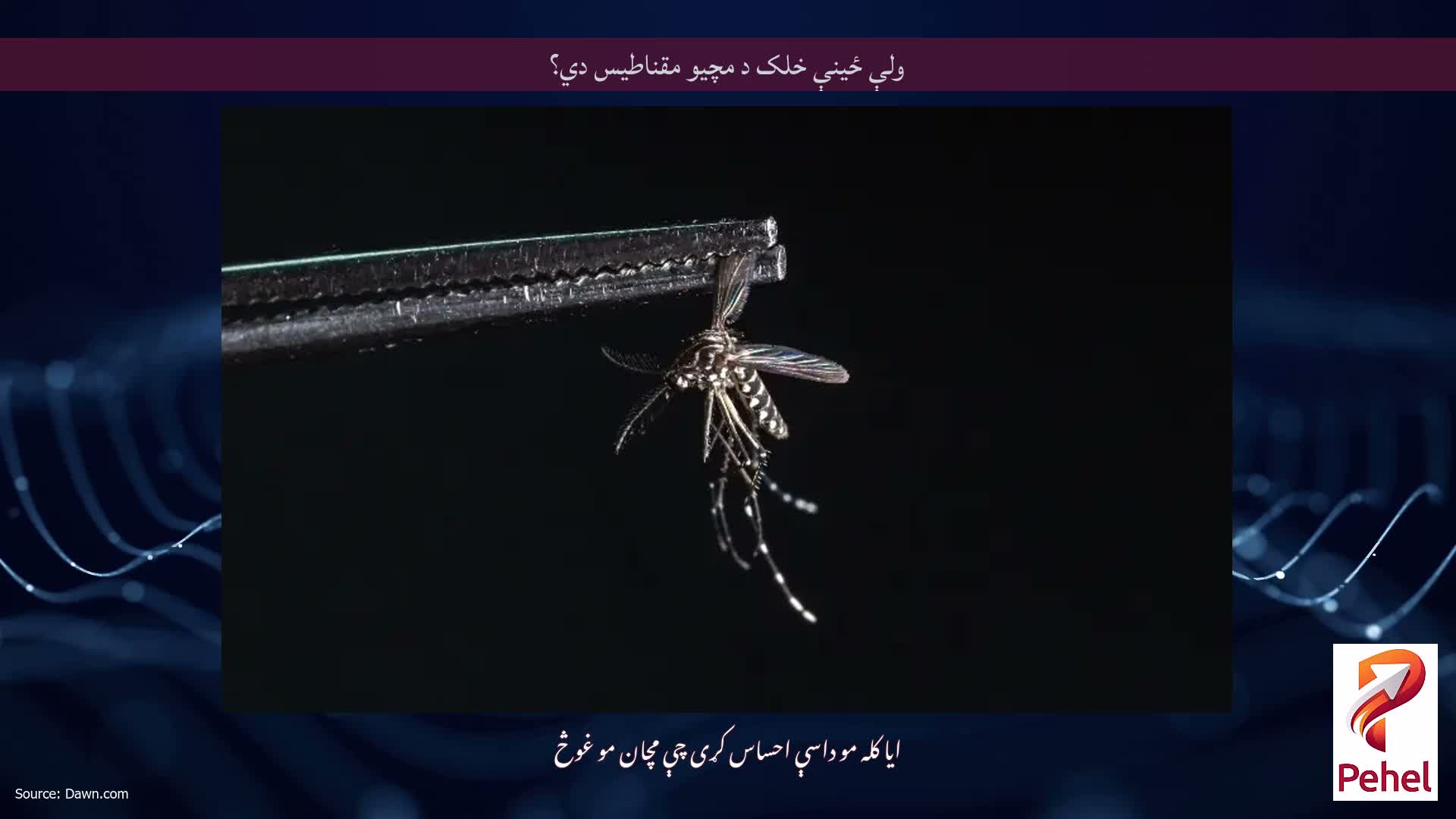 ولې ځینې خلک د مچیو مقناطیس دي؟