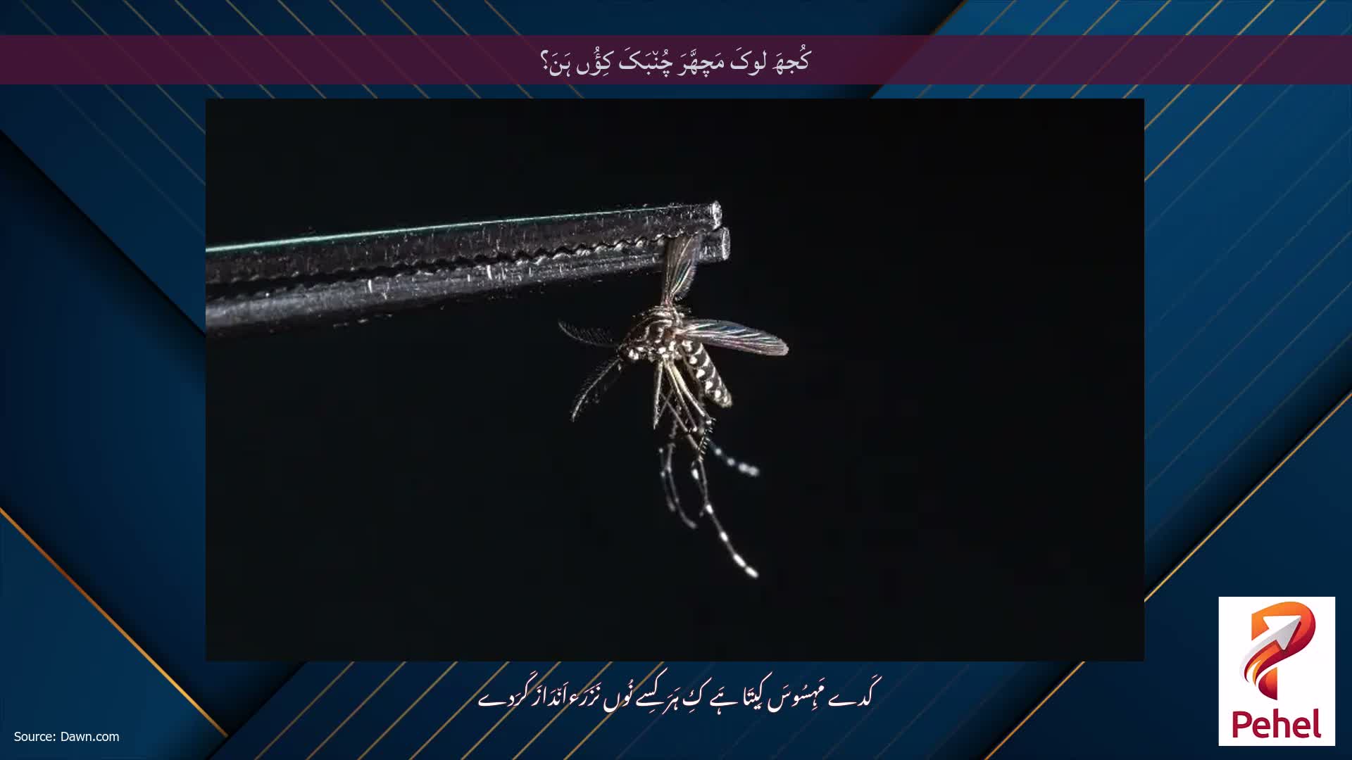 کُجھَ لوکَ مَچھَّرَ چُن٘بَکَ کِؤُں ہَنَ؟