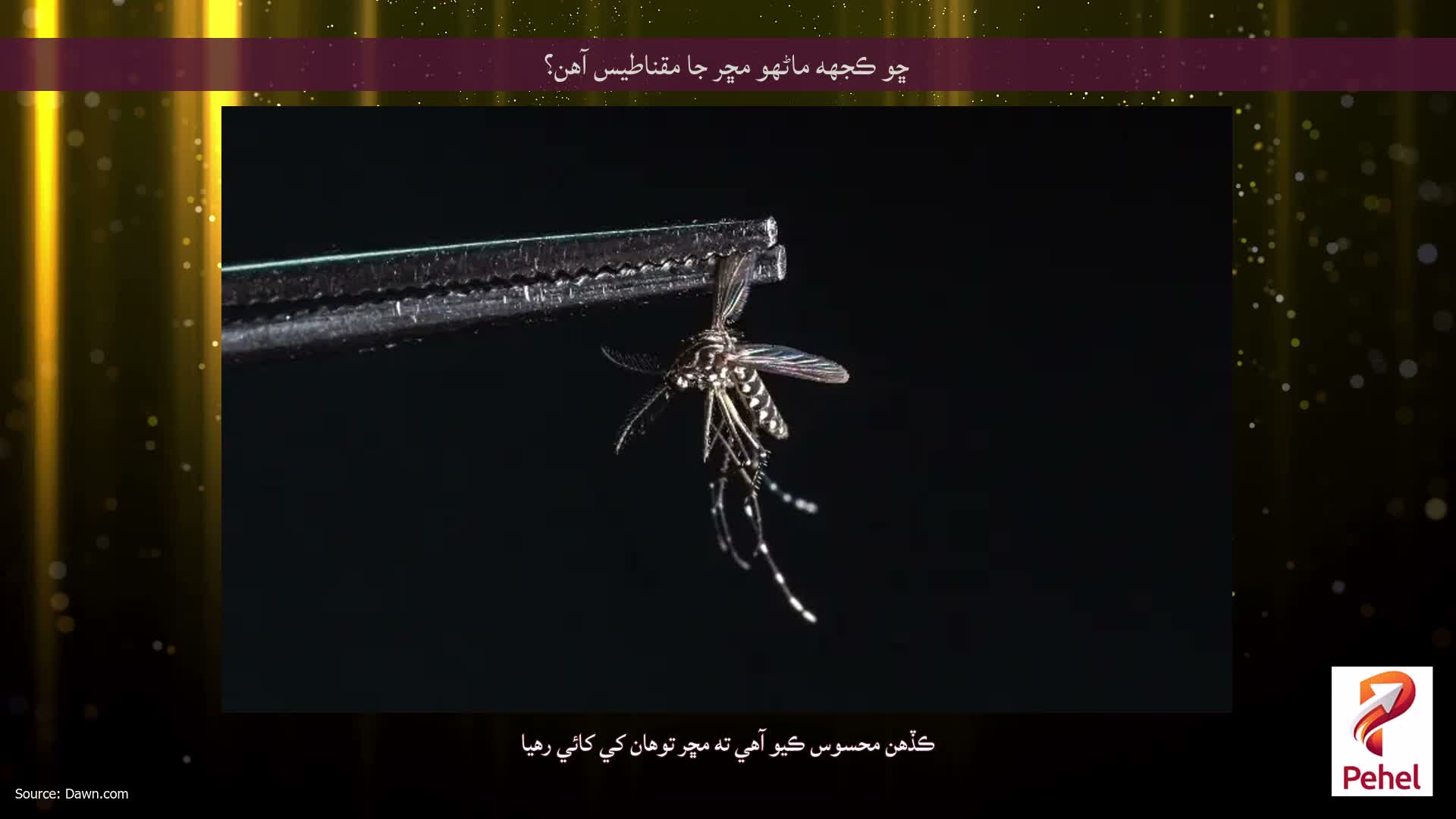 ڇو ڪجهه ماڻهو مڇر جا مقناطيس آهن؟